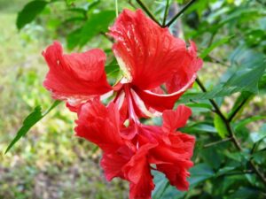 Dasavala double petals Hibiscus4