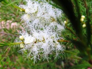 Tea tree oil for hair grow faster.